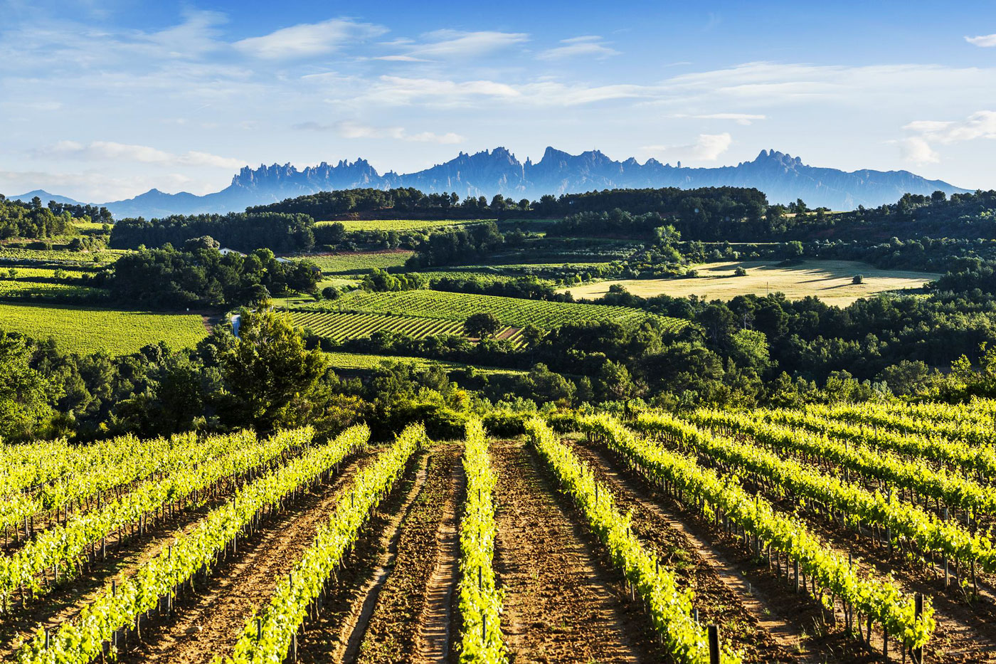 This your region: Penedes (photo credit to Penedes Turisme)